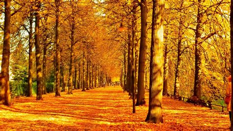 Golden Path Image Abyss Autumn Forest Colorful Trees Wallpaper