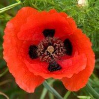 Be prepared that more poppies will flower from an autumn sowing. How to Grow Poppies From Seed in Zone 7 | eHow