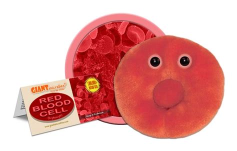 Though this animal cell diagram is not representative of any one particular type of cell, it provides insight into the primary organelles and the intricate internal structure of most animal cells. Red Blood Cell (Erythrocyte)