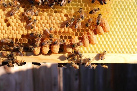 Spring Bee Hive Splitting — Queen And Colony