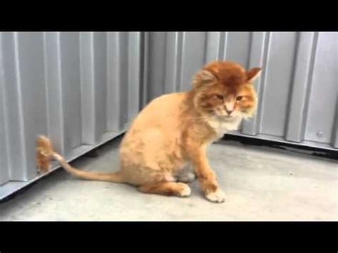 Lions typically have short, rounded heads with round ears. Cat that looks like a lion - Lion cat - YouTube