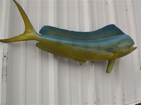 42 Inch Bull Dolphin Fish Mount Replica Reproduction For Sale