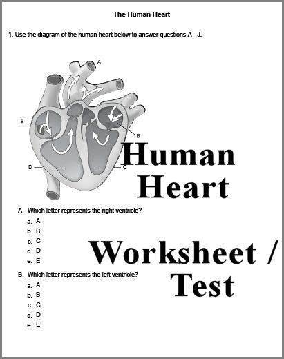 Human Heart 3 Page Worksheet Or Test Answer Key Can Also Be Downloaded