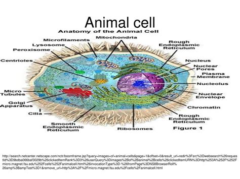 Animal Skin Cells Definition Animal Cell Definition Functions