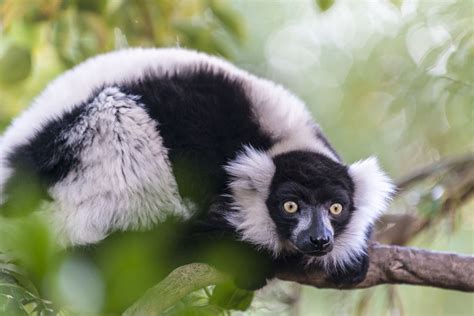 Things No One Will Tell You About Keeping Lemurs As Pets Pet Ponder