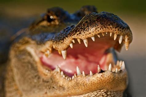 Watch A Giant Alligator Take A Stroll Across A Florida Golf Course Like