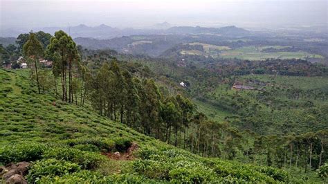 Kebun Teh Jamus Lereng Gunung Lawu Ngawi Lohnt Es Sich