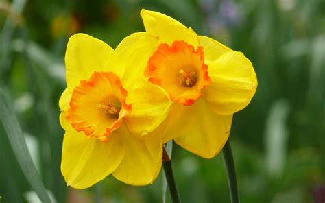 Yellow Daffodils Hd Wallpaper 1920x1200 32586