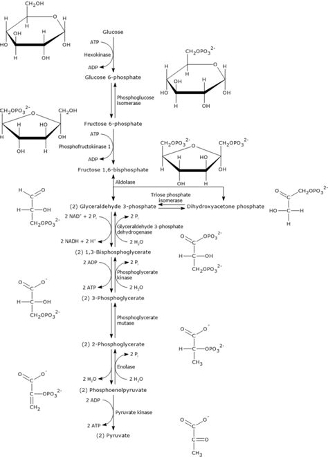 Which Describes The Process Of Glycolysis