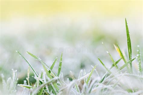 3091 Frost Melting Grass Stock Photos Free And Royalty Free Stock