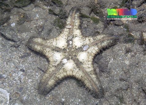 Spiny Sea Star Gymnanthenea Laevis More About This Sea S Flickr