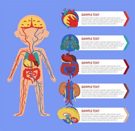 Cuerpo Humano Con Organos Internos Infografia De Salud Del Cuerpo
