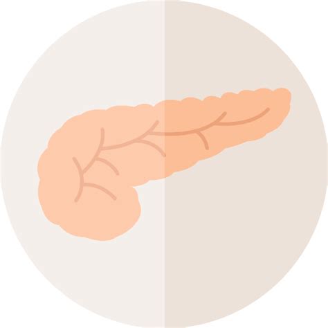 Pancreas Vector Svg Icon Png Repo Free Png Icons