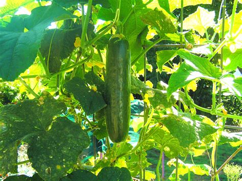 Growing Organic Cucumbers Organic Gardener Magazine Australia