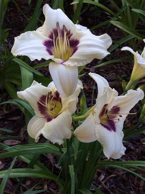 White mustang your white mustang the day i saw your white mustang said you're a wild mustang. Daylilies (Wild Horses) in my yard By:Lilli Lee ...