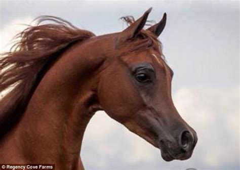 Arabian Show Horse Described As Horrific By Experts Daily Mail Online
