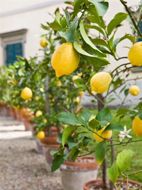 Ideas About How To Grow A Lemon Tree Care And Tips Everything About