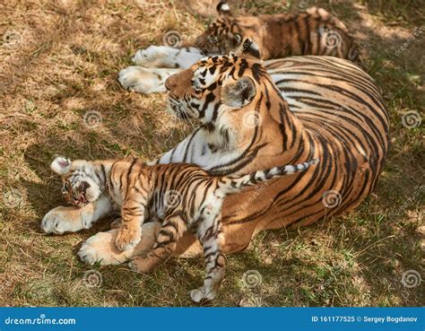 Tiger Cubs With Father And Mother