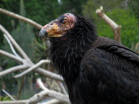 California condors reach sexual maturity when they are 5 to 7 years of age. Life with Dylan: California condors - Bald, Beautiful and Back from the brink of extinction