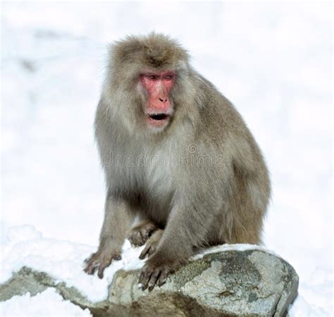 Japanese Macaque On The Snow The Japanese Macaque Scientific Name