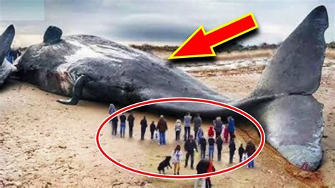 Top 10 Largest And Heaviest Whales In The World 2020 Top 10 Biggest
