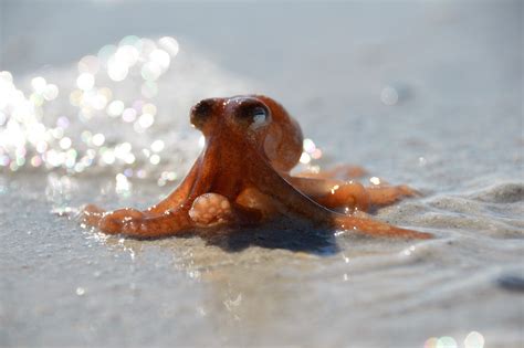 Baby Octopus Photos