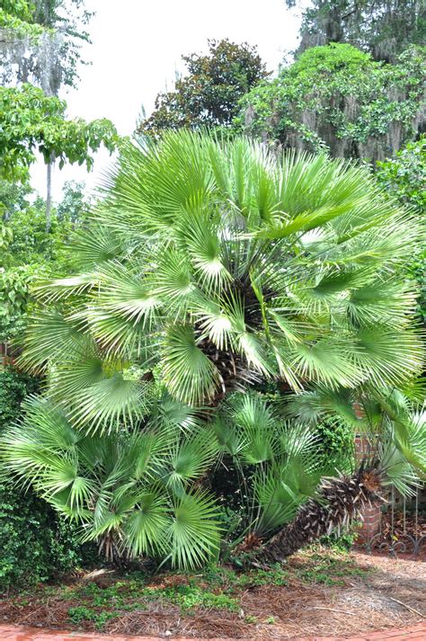 Mediterranean Fan Palm Chamaerops Humilis Palm Trees Garden Most