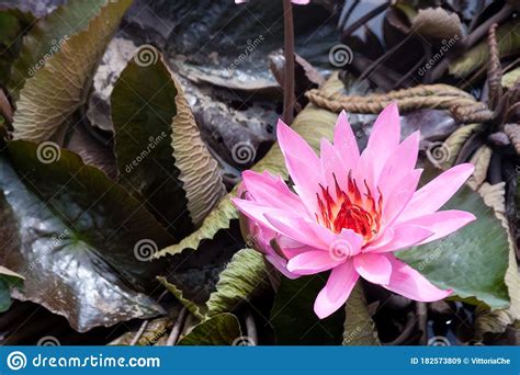Wild Pink Water Lily Or Lotus Flower Nelumbo Nucifera In The Water