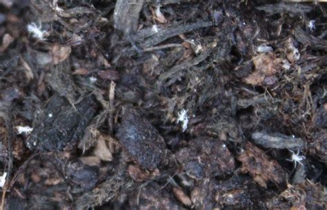 Tiny White Bugs On Houseplant Soil