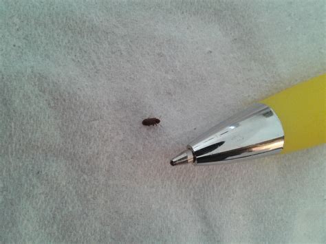 Black Bed Bugs Gertymama