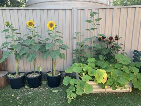 I Have Three ‘giant Sunflowers On The Left And A Patch Of ‘golden