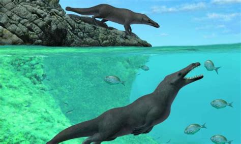 Four Legged Whale Discovered In Peru Study Star Mag