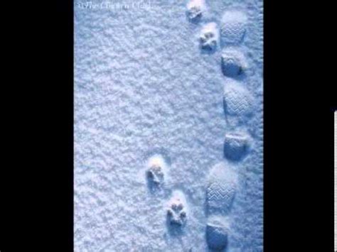 Maybe you would like to learn more about one of these? Suspected Coyote Tracks in Snow, Confirmed by Howling ...
