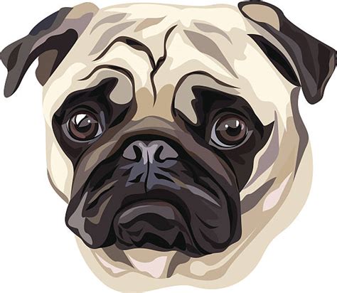 Best Pugs Illustrations Royalty Free Vector Graphics And Clip Art Istock