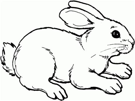 kumpulan gambar mewarnai binatang kelinci  anak tk