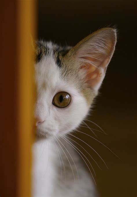 20 Photographs Of Adorable Cats Pickchur