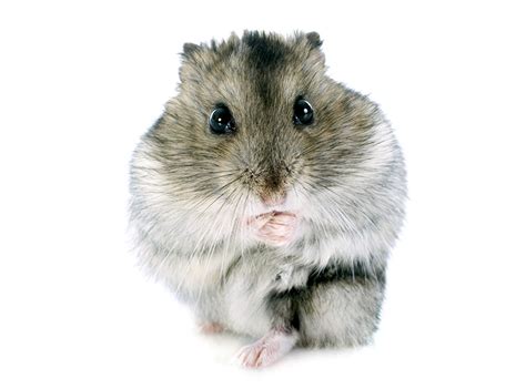 Download Free 100 Staring Hamster Wallpapers