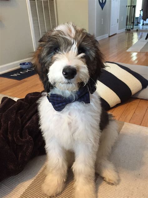 F1b Mini Bernedoodle Puppies For Sale | Puppies For Sale