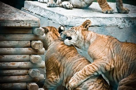 Dog and cat are best friends, and cat and dog both enjoy it! Mythical Black Lions to Mystical, Marvelous Lion Hybrids ...