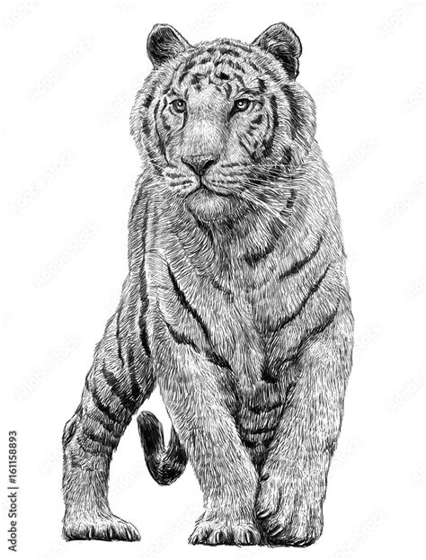 Tiger Standing Hand Draw Monochrome On White Background Illustration