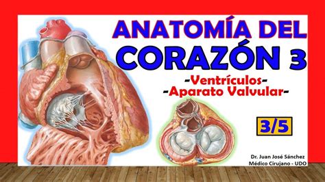 🥇 Anatomía Del CorazÓn 35 Ventrículos Aparato Valvular Youtube