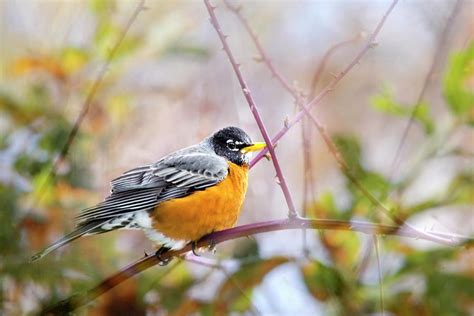 American Robin In Spring Photograph By Christina Rollo Pixels