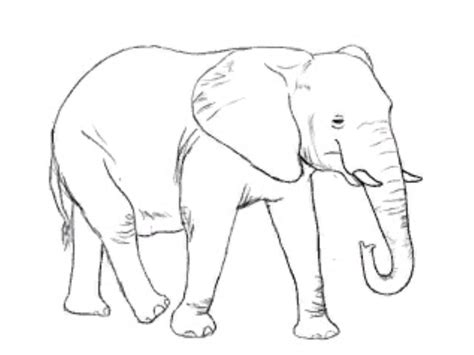 18 Inspirasi Gambar Sketsa Gajah Mudah