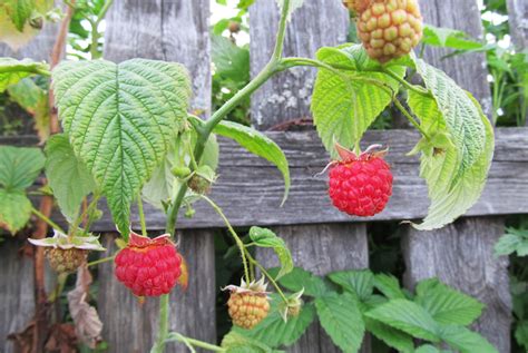Growing Raspberries Against A Wall Raspberry