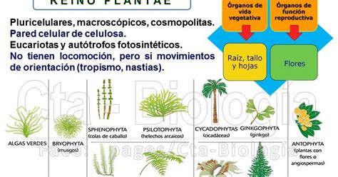 Biología Didáctica Ingeniería Ecol Reino Plantae