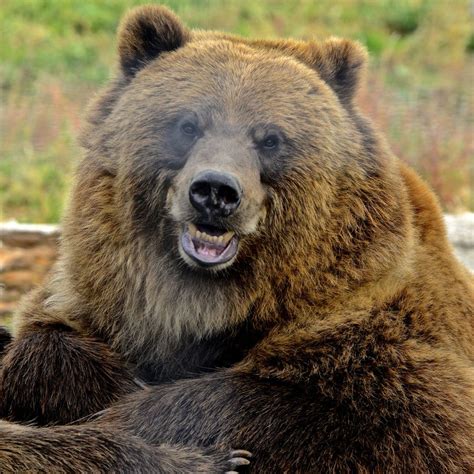 Posts About Grizzly Bears On Discover Amazing Nature Bear Stuffed
