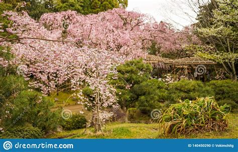 Cherry Blossom At Garden In Kyoto Japan Stock Photo Image Of Idyllic