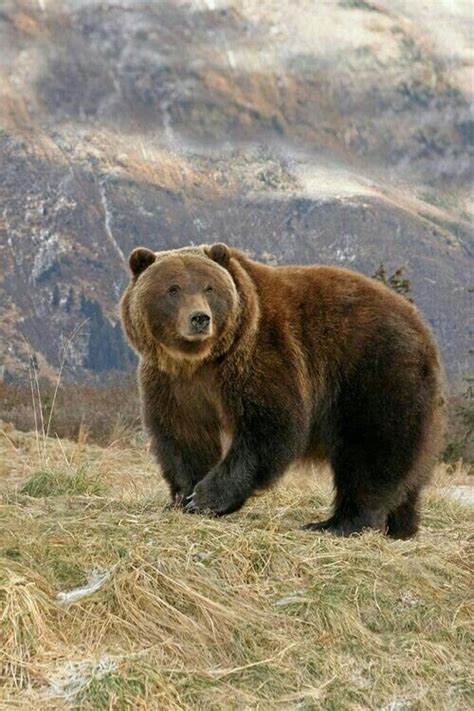 Big Roaming Grizzly Bear Bear Photos Bear Pictures Animal Pictures