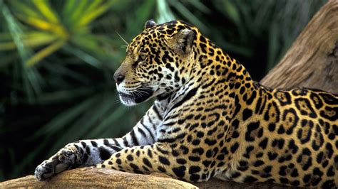4k Jungle Columbia Rainforest Big Cat Terrestrial Animal Wild