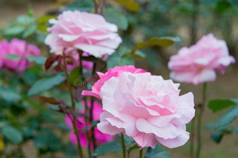 Rose Flower Christian Dior At Kyu Furukawa Gardens In Tokyo Japan